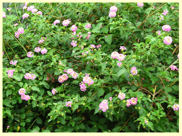 lantana
